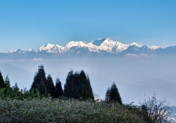 Snow-capped Mount Kanchenjunga and Himalayan peaks rising above misty trees, viewed from Darjeeling Tiger Hill.
