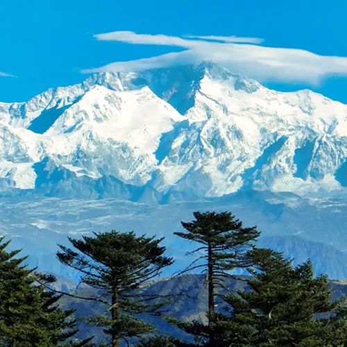 Snow-capped Mt. Kanchenjunga rising above evergreen trees, a scenic view on the Sandakphu Trek from Darjeeling.